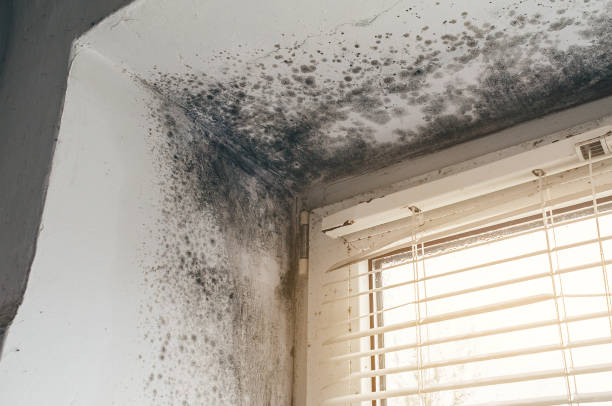 Affordable Commercial Mold Remediation solutions in Allensville, PA